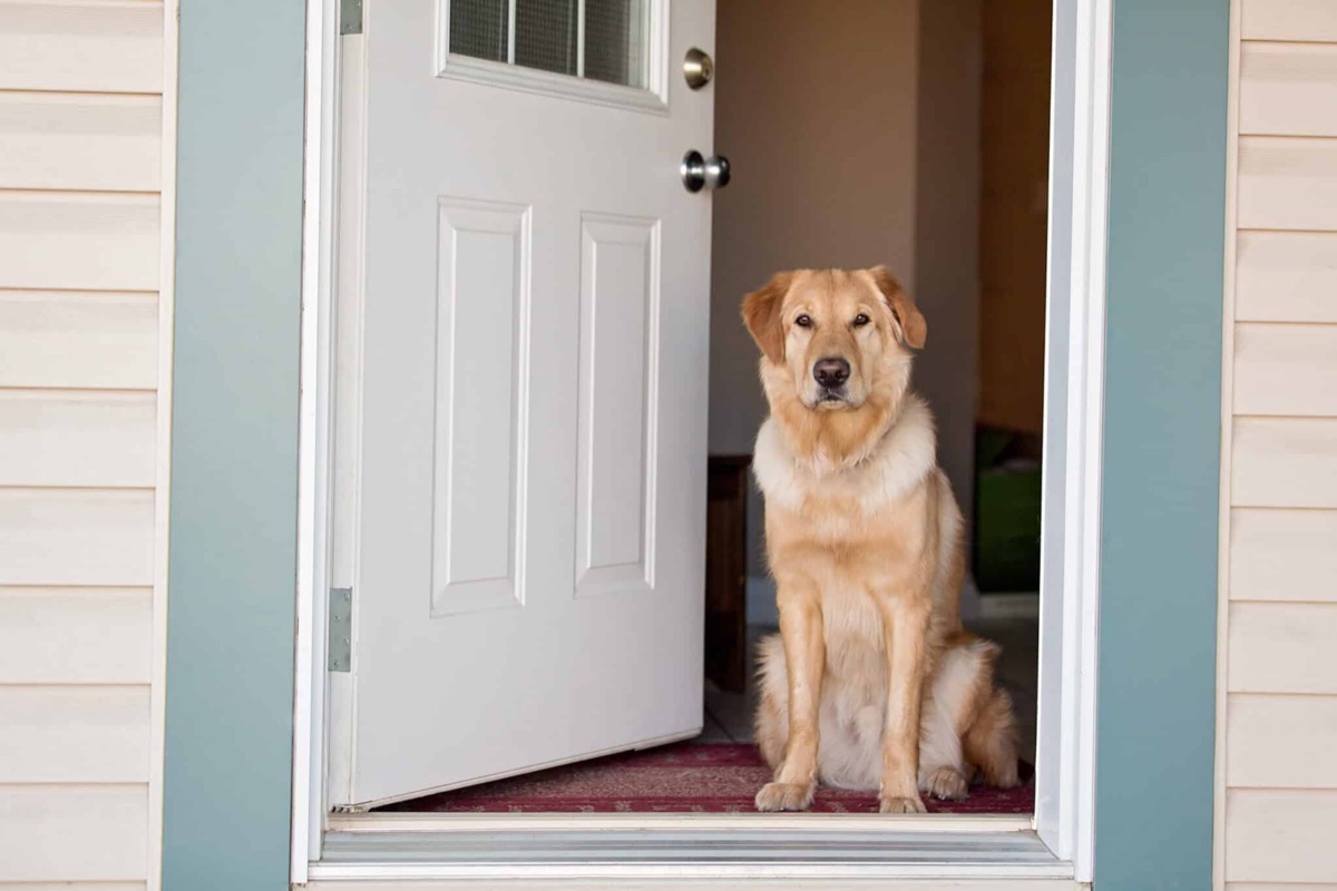 Golden retriever sitting in an open front doorway