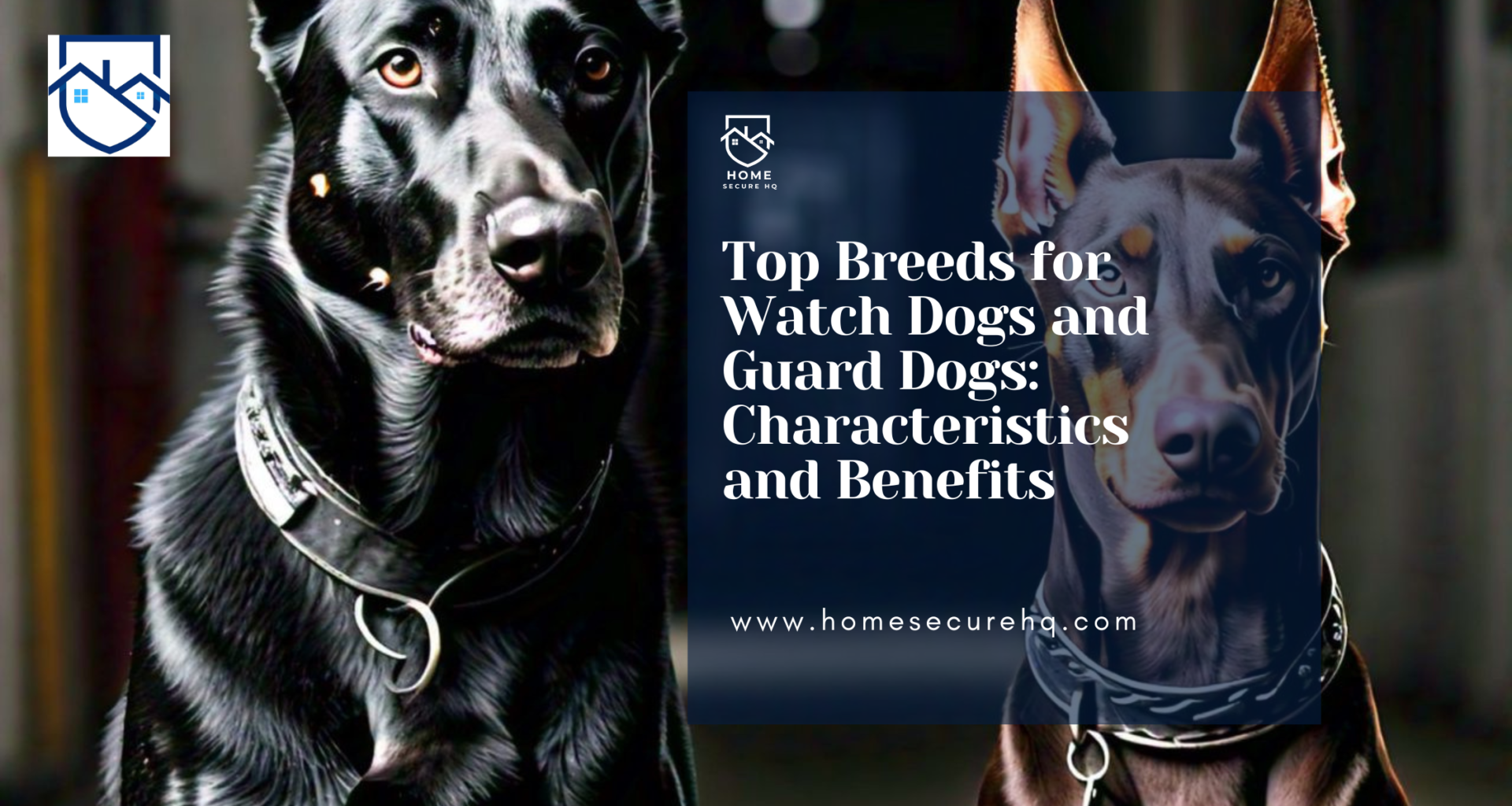 Charcteristics of guard dogs and watch dogs