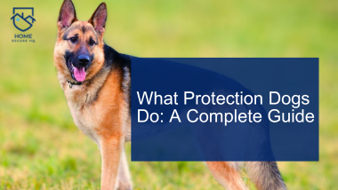 What Protection Dogs Do: A Complete Guide