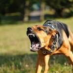 Guard Dogs vs Watch Dogs: What Sets Them Apart in Home Defense