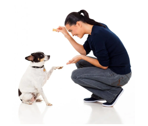 How to Teach Your Dog Guard Command: 5 Best Techniques to Train a Guard Dog