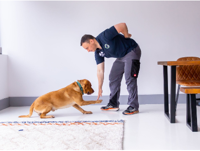 How to Teach Your Dog Guard Command: 5 Best Techniques to Train a Guard Dog