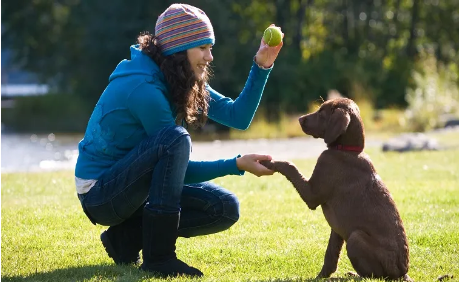 How to Teach Your Dog Guard Command: 5 Best Techniques to Train a Guard Dog