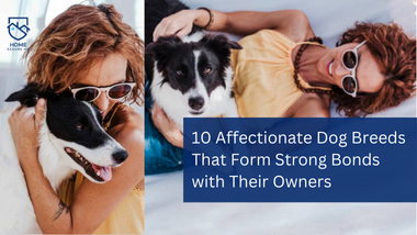 10 Affectionate Dog Breeds That Form Strong Bonds with Their Owners